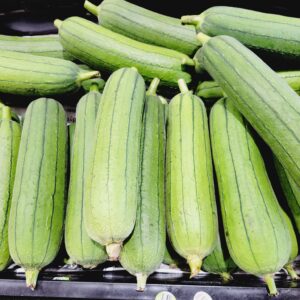 Zucchini